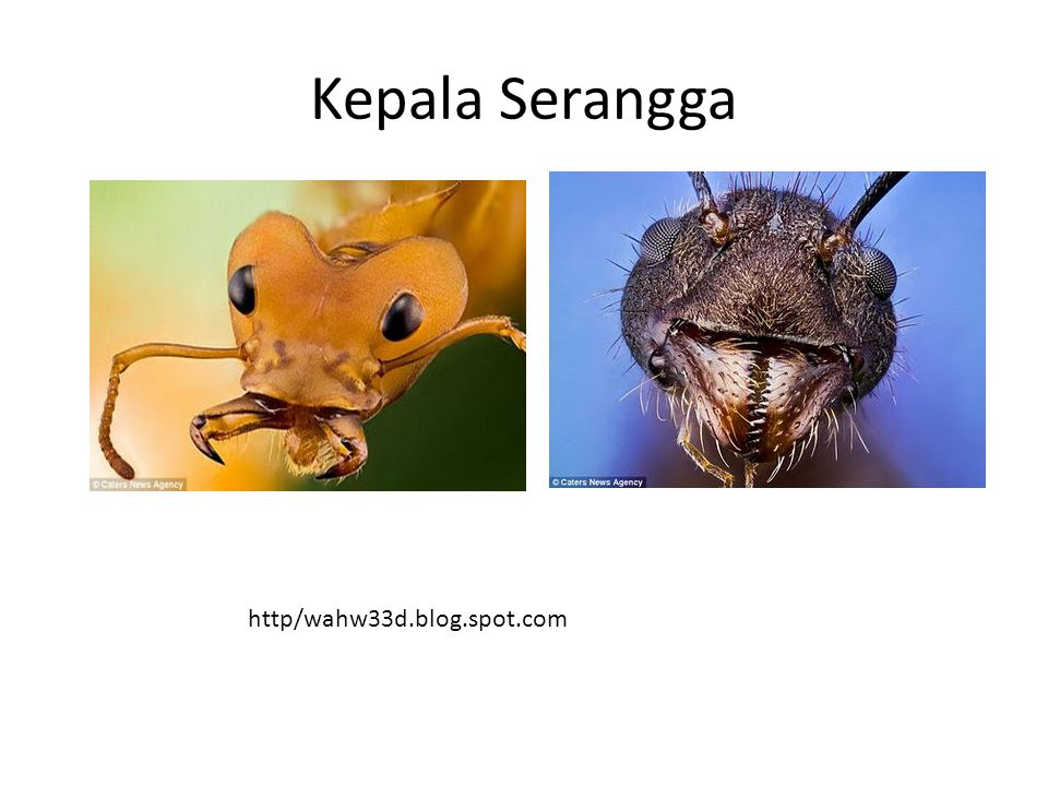 Serangga Kita Mempelajari Serangga Hama Tidak Hanya Dari